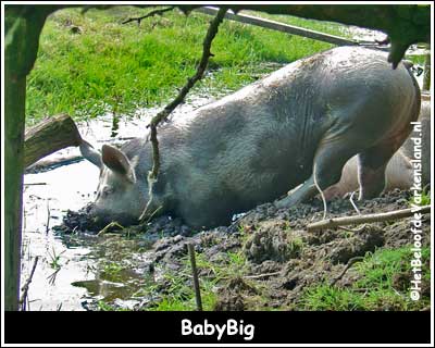 BabyBig