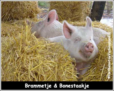 Brammetje & Bonestaakje