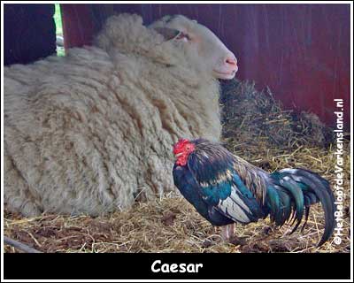 Caesar