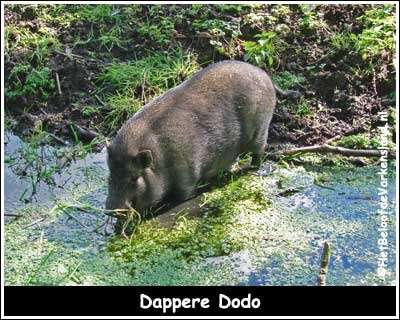 Dappere Dodo