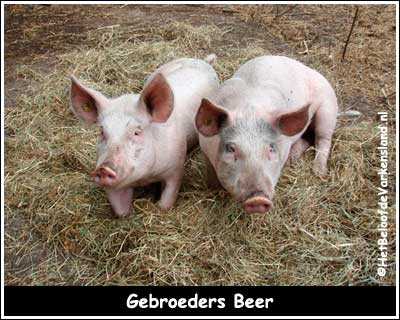 Gebroeders Beer