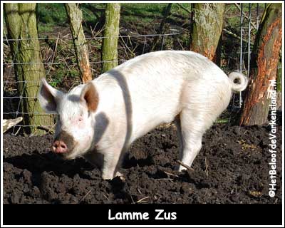 Lamme Zus