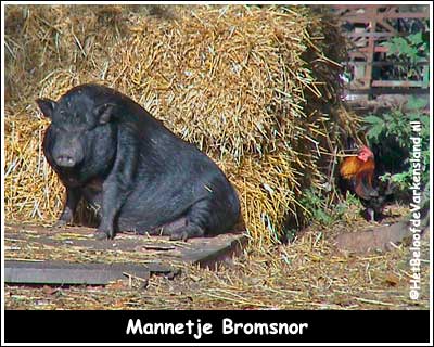 Mannetje Bromsnor