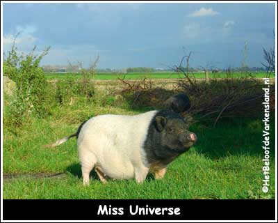 Miss Universe
