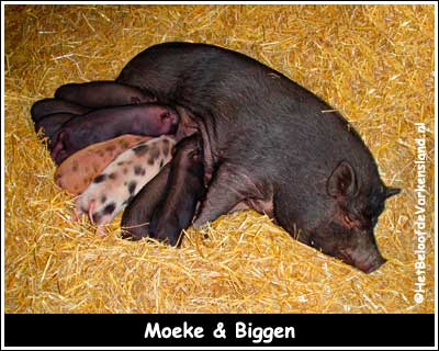 Moeke & Biggen