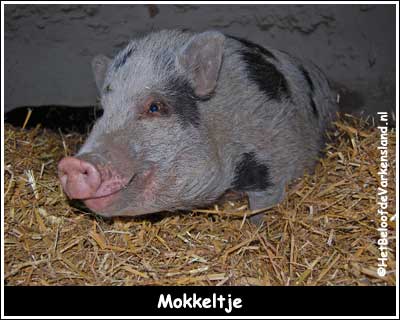 Mokkeltje