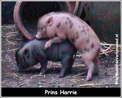 Prins Harrie