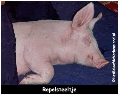 Repelsteeltje