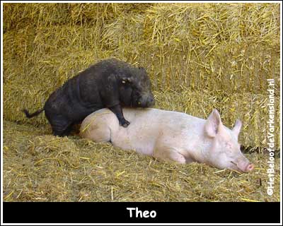 Theo