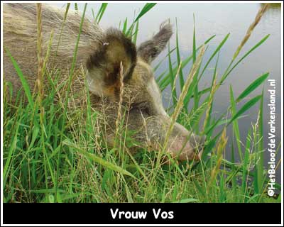 Vrouw Vos