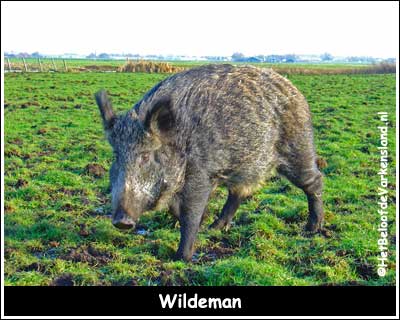 Wildeman