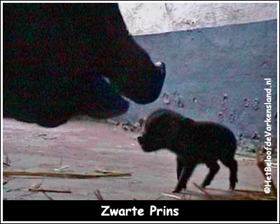 Zwarte Prins