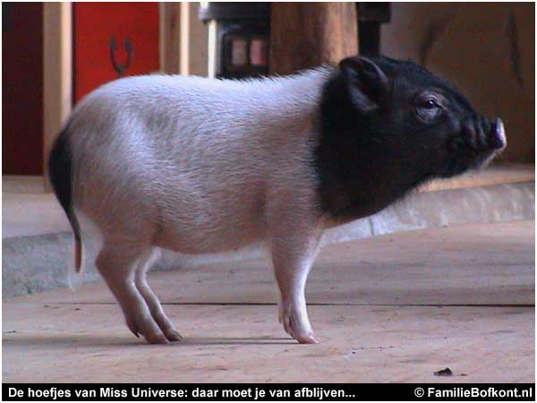 De Hoefjes van Miss Universe