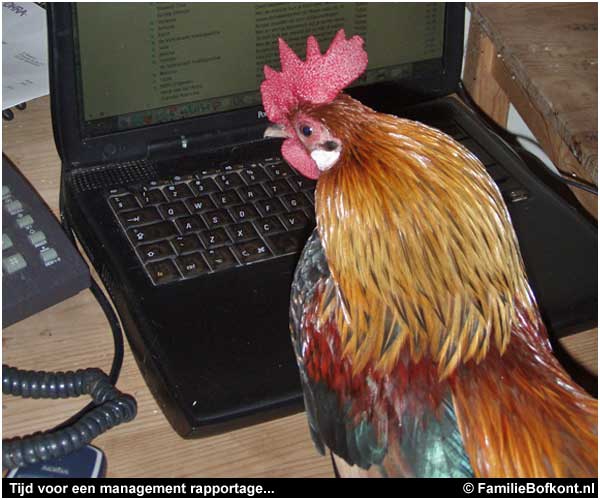 management rapportage