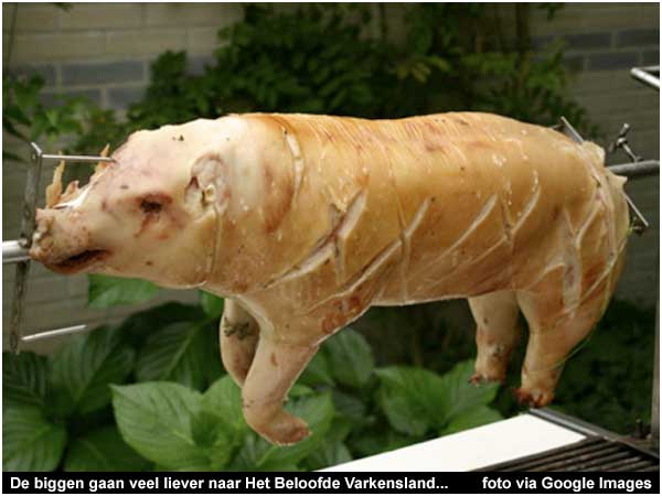 De biggen gaan veel liever naar Het Beloofde Varkensland...