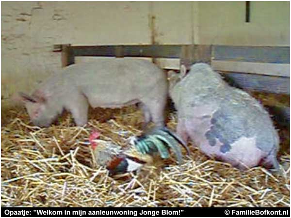 Repelsteeltje en Opaatje