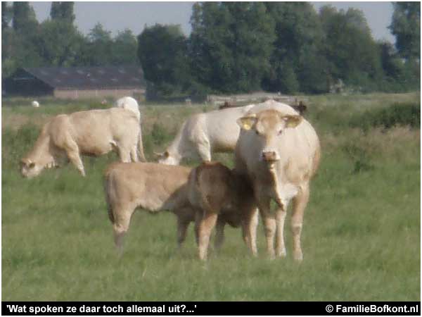 Blondes d'Aquitaine in de Bovenkerkerpolder