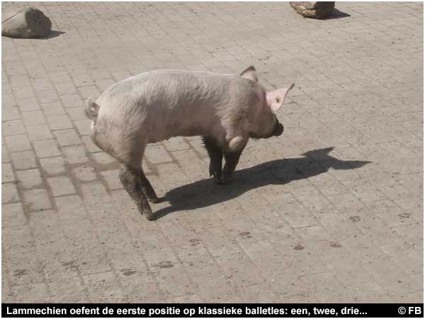 Lammechien oefent de eerste positie op klassieke balletles: een, twee, drie...