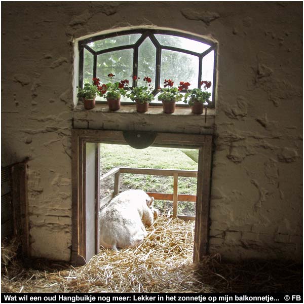 Wat wil een oud Hangbuikje nog meer: Lekker in het zonnetje op mijn balkonnetje...