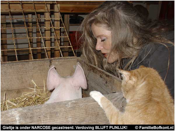 Gieltje is onder narcose gecastreerd. Verdoving is niet goed genoeg!