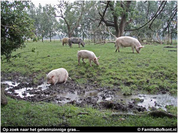 Op zoek naar het geheimzinnige gras...