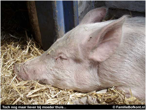 Toch nog maar liever bij moeder thuis...