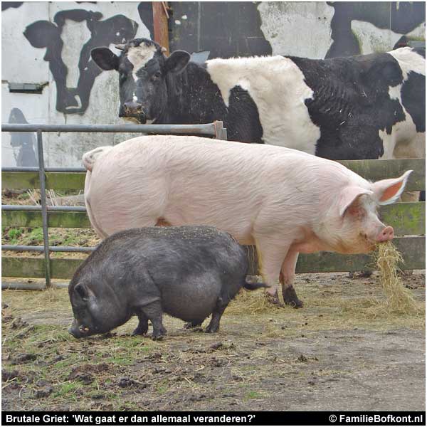 Brutale Griet: 'Wat gaat er dan allemaal veranderen?'