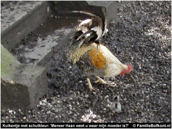 Kuikentje met schutkleur: 'Meneer Haan weet u waar mijn moeder is?'