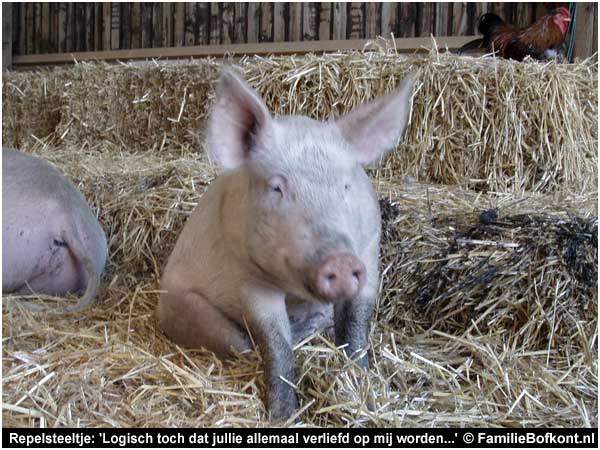 Repelsteeltje: logisch toch dat jullie allemaal verliefd op mij worden?
