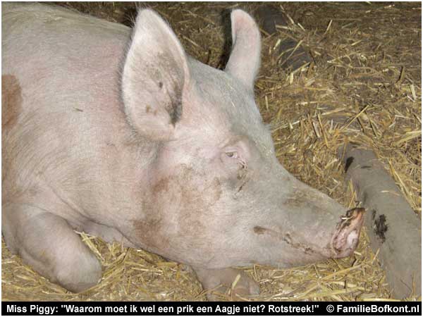 Miss Piggy: 'waarom moet ik wel een prik een aagje niet? rotstreek!'