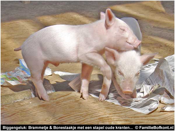 Biggengeluk: Brammetje & Bonestaakje met een stapel oude kranten...