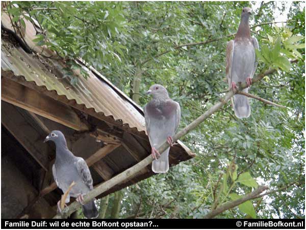 Familie Duif: wil de echte Bofkont opstaan?...