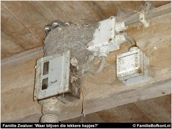 Familie Zwaluw: 'Waar blijven die lekkere hapjes?'