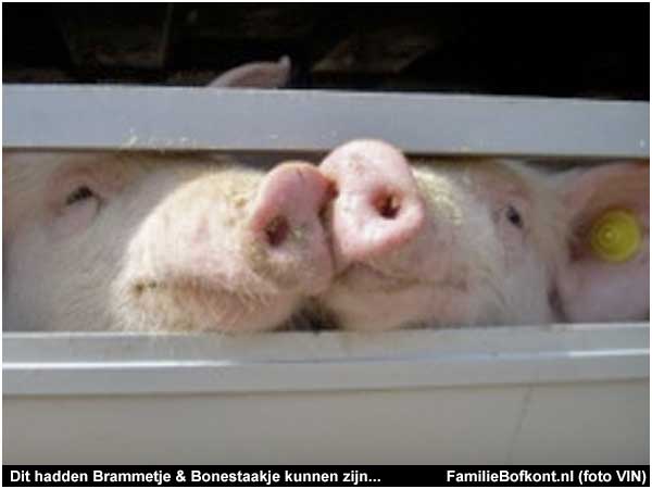 dit hadden Brammetje & Bonestaakje kunnen zijn...