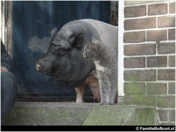 Miss Universe augustus 2007