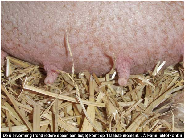 De uiervorming (rond iedere speen een tietje) komt op 't laatste moment...