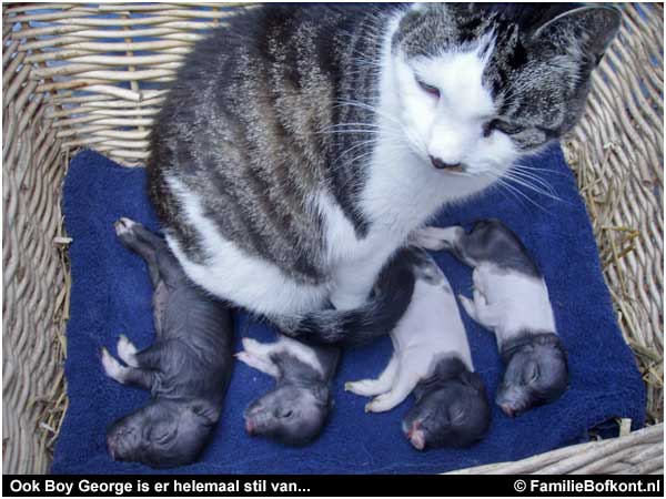 Ook Boy George is er helemaal stil van...