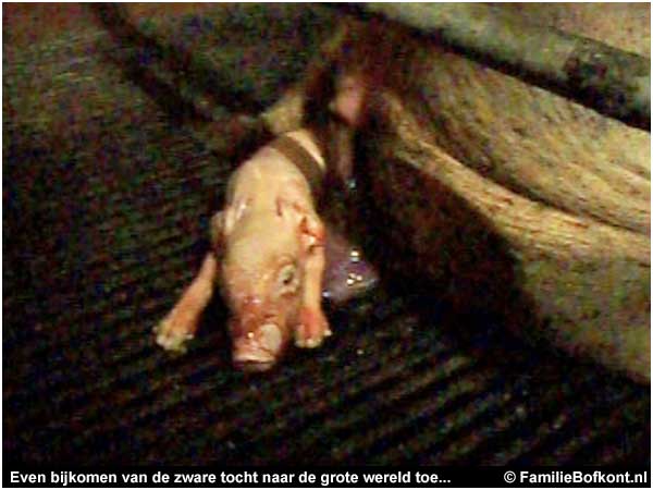 Even bijkomen van de zware tocht naar de grote wereld toe...