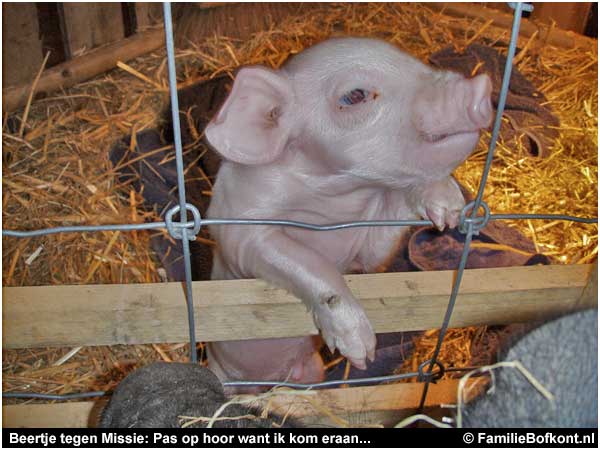 Beertje tegen Missie: Pas op hoor want ik kom eraan...