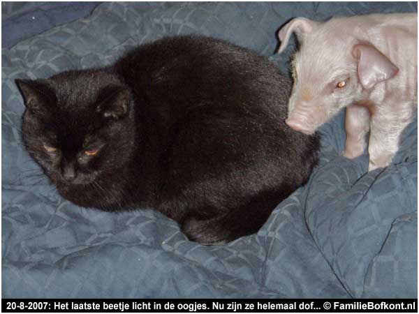 20-8-2007: Het laatste beetje licht in de oogjes. Nu zijn ze helemaal dof...