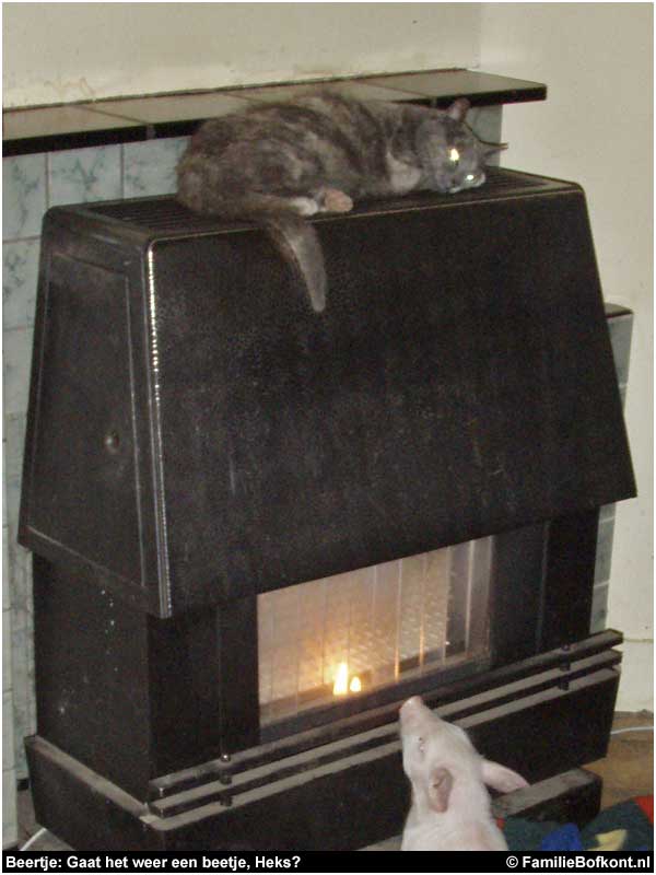 Beertje: Gaat het weer een beetje, Heks?