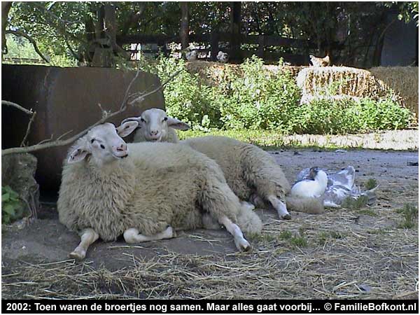 2002: Toen waren de broertjes nog samen. Maar alles gaat voorbij...