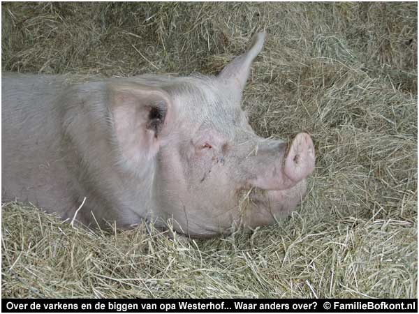 Over de varkens en de biggen van opa Westerhof... Waar anders over?