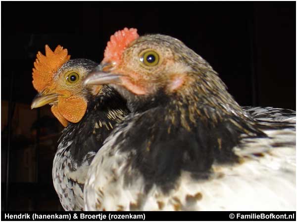 Hendrik (hanenkam) & Broertje (rozenkam)