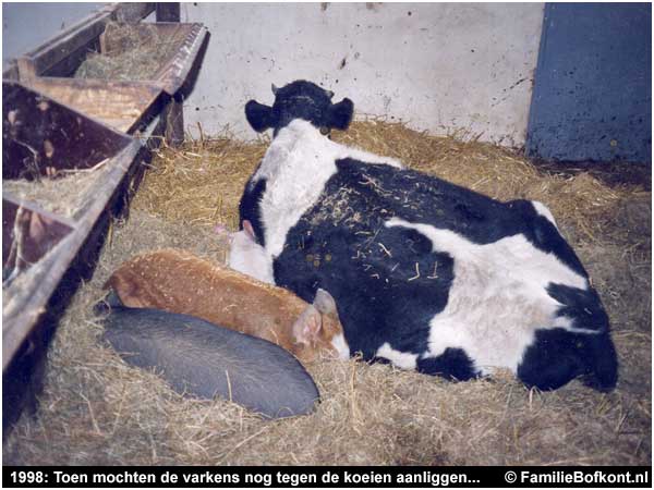1998: Toen mochten de varkens nog tegen de koeien aanliggen...