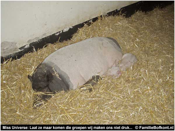 Miss Universe: Laat ze maar komen die groepen wij maken ons niet druk...