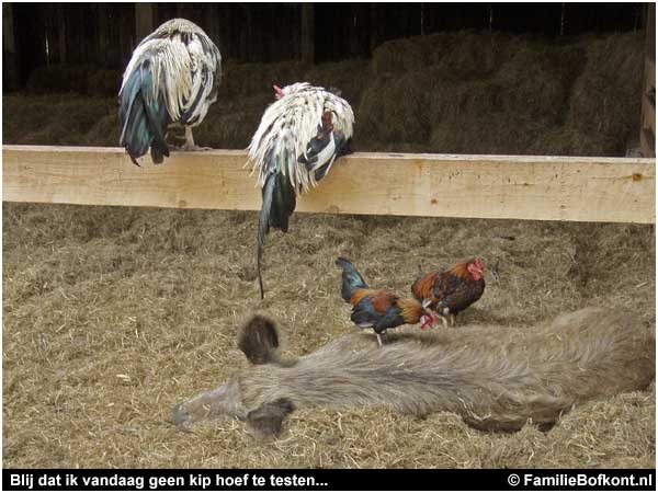 Blij dat ik vandaag geen kip hoef te testen..    .