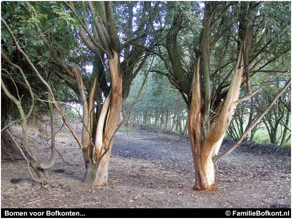 Bomen voor Bofkonten..    .