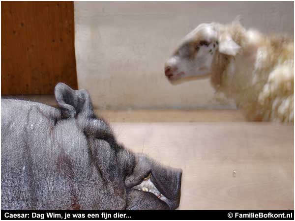 Caesar: Dag Wim, je was een fijn dier...