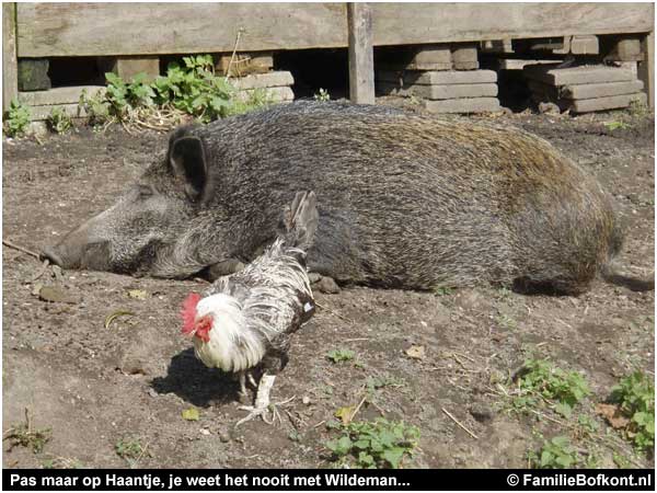 Pas maar op Haantje, je weet het nooit met Wildeman...